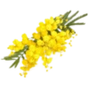 Flowers 11