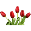 Flowers 12