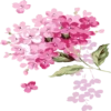 Flowers 13
