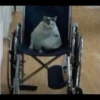 Sad Cats 10
