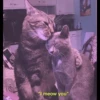 MEOW MEOW 12