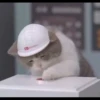 Sad Cats 11