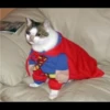 Sad Cats 12