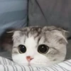 ♡Cats Cute♡ 16