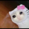 Sad Cats 14