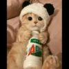 Tomato's friendo no.1 7