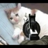 Sad Cats 15