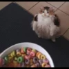 Sad Cats 16