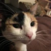 Sad Cats 17