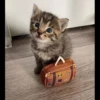 Tomato's friendo no.1 8