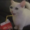 Sad Cats 18