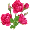 Flowers 18