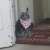 Sad Cats 19