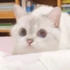MEOW MEOW 18