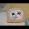 Sad Cats 21