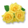 Flowers 21
