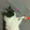 StiPack Meow 17