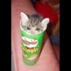 Sad Cats 22