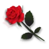 Flowers 22