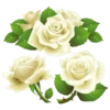 Flowers 23