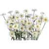 Flowers 24