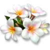 Flowers 25