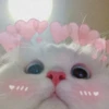 MEOW MEOW 25