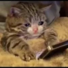 Sad Cats 23