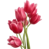 Flowers 26