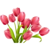 Flowers 27
