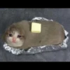 Sad Cats 24