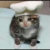 Sad Cats 26