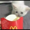 Sad Cats 27