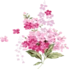 Flowers 29