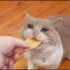 Sad Cats 29