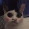 Sad Cats 30