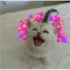 Cats love 5