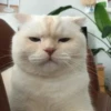shishi cats 6