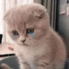 shishi cats 7