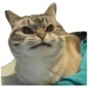 Anak kucing 5
