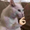 shishi cats 8