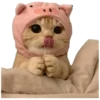 Anak kucing 6