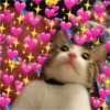 Cats love 7