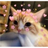 Cats love 8
