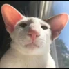 shishi cats 10