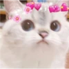 Cats love 9