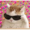 Cats love 10