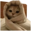 Anak kucing 7