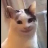 shishi cats 11