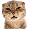 Anak kucing 8